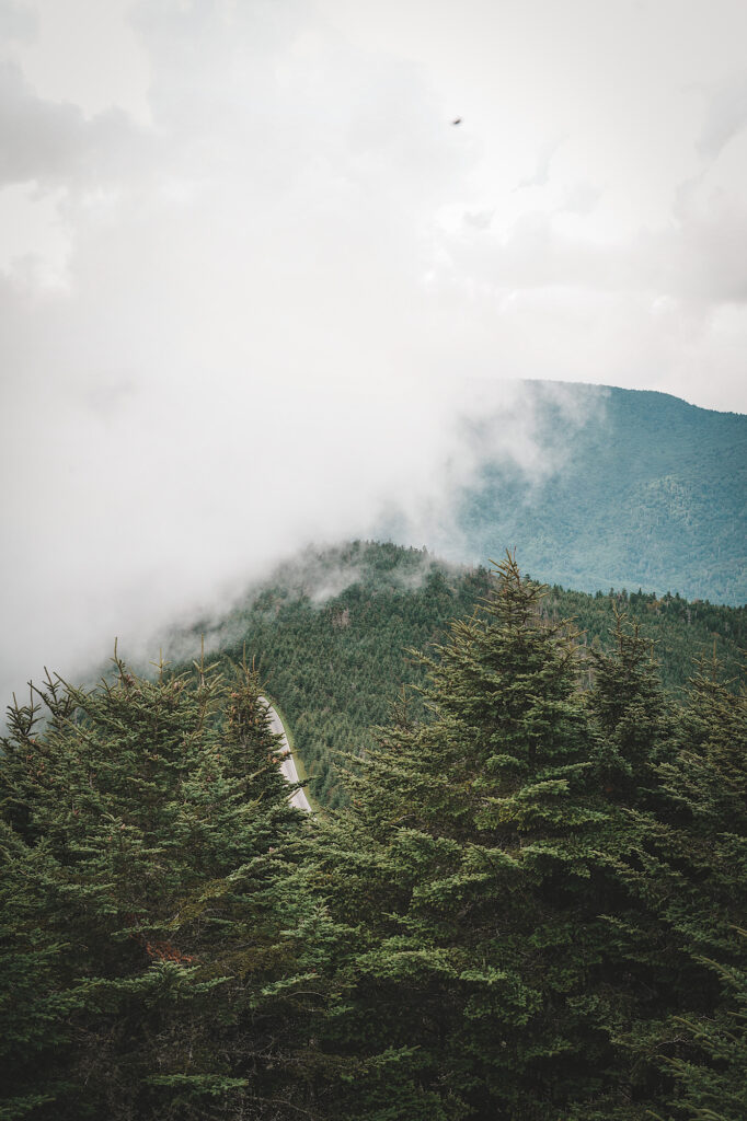 Green trees with cloud rolling across the mountains in the background