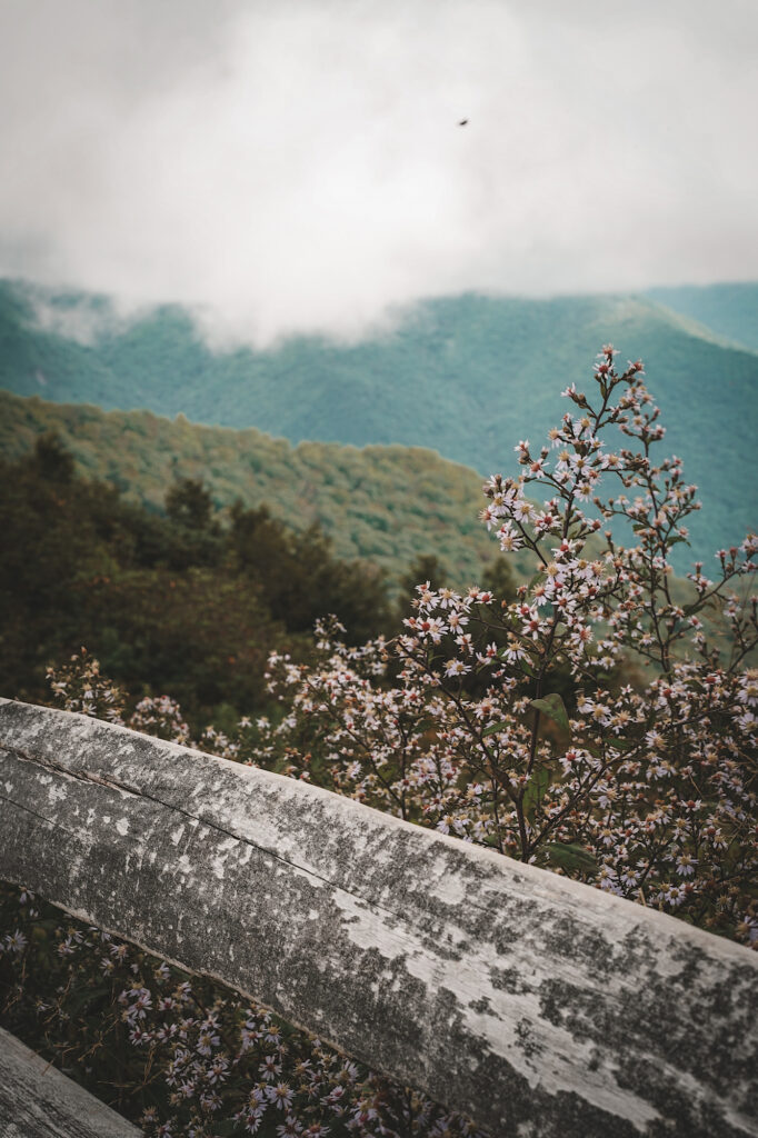 White flowers behind wooden railing with mountains in the background